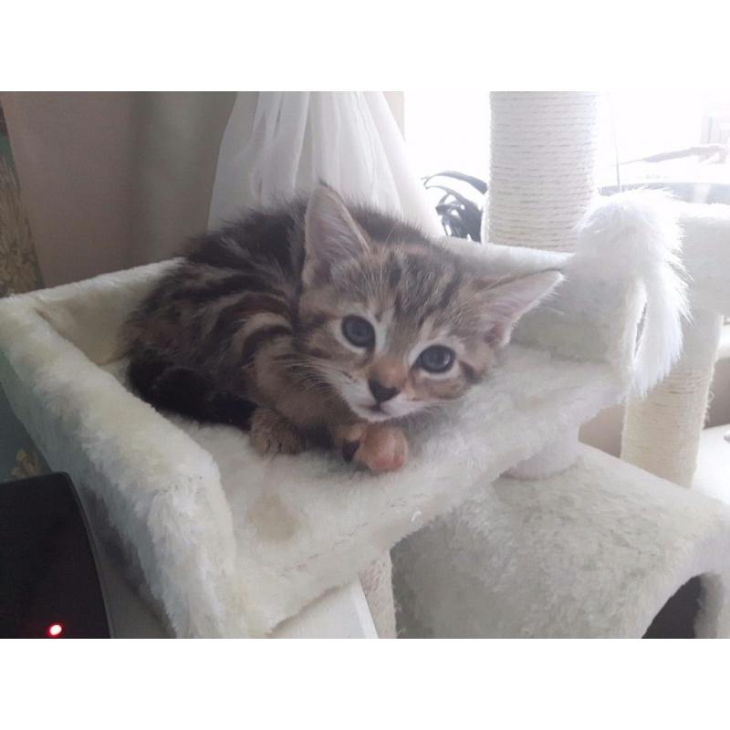3x kittens left