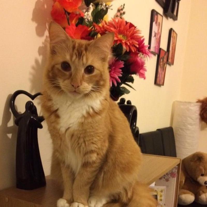 Ginger Cat for free