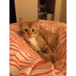 Ginger Cat for free
