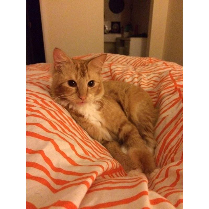 Ginger Cat for free