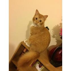 Ginger Cat for free