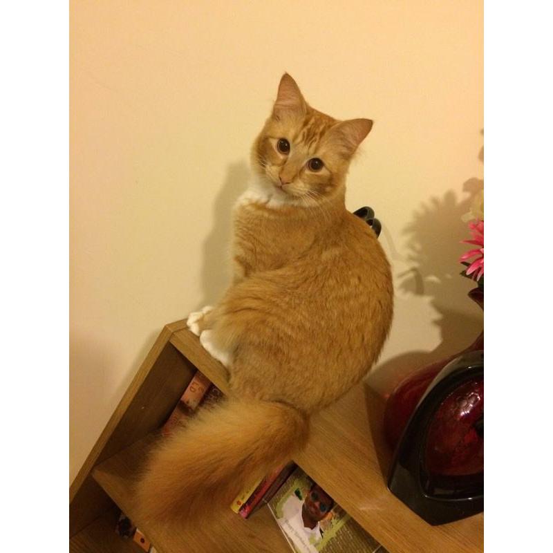 Ginger Cat for free