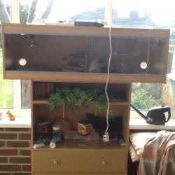 4ft vivarium for Bearded Dragons fully equipped