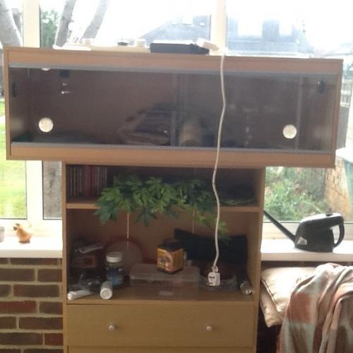 4ft vivarium for Bearded Dragons fully equipped
