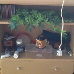 4ft vivarium for Bearded Dragons fully equipped
