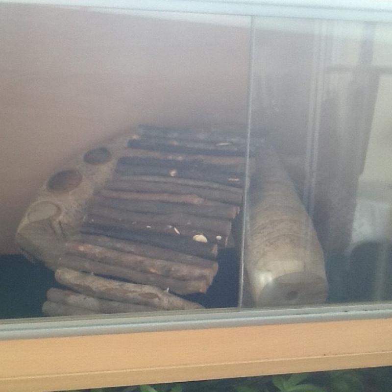 4ft vivarium for Bearded Dragons fully equipped