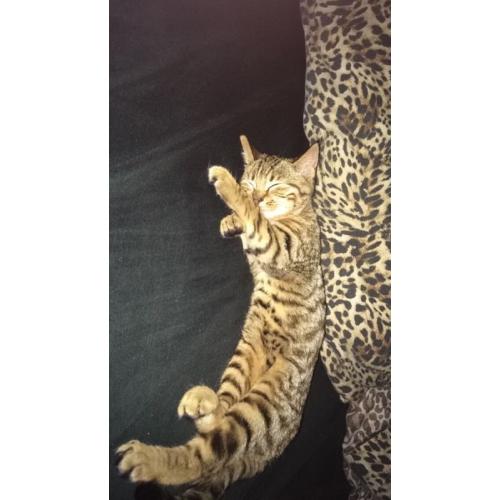 male kitten