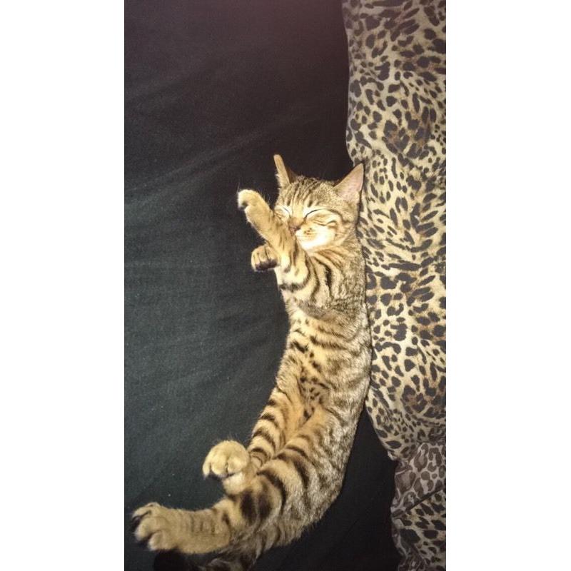 male kitten