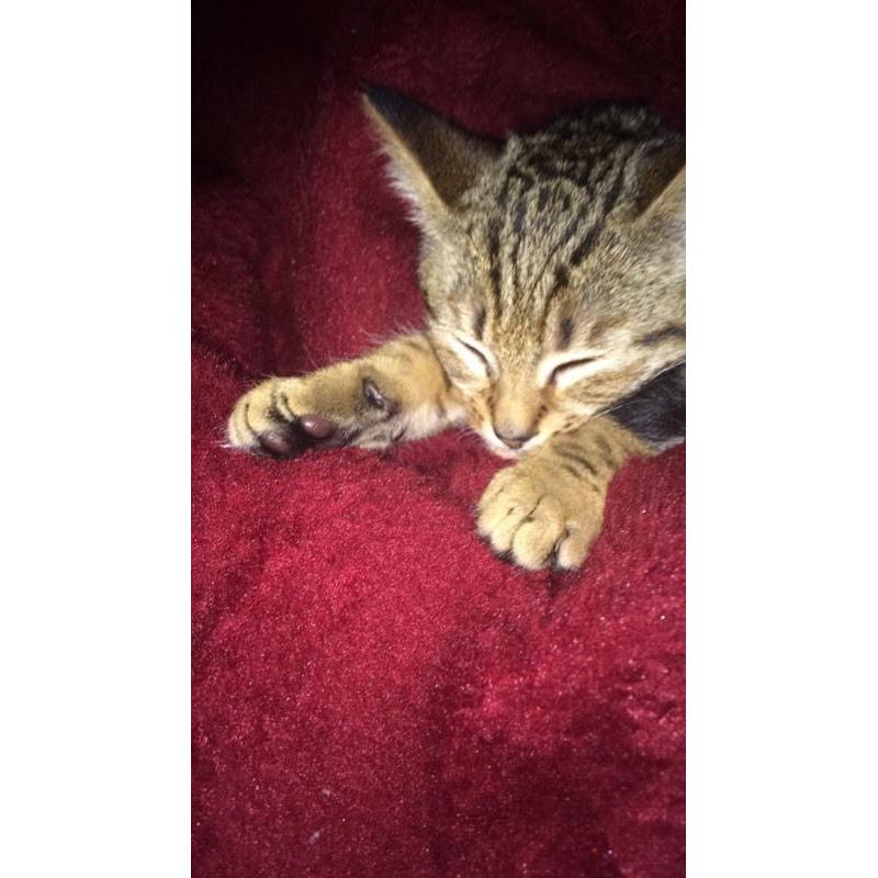 male kitten