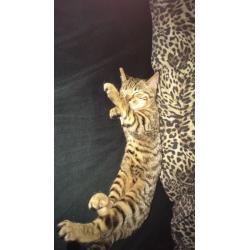male kitten