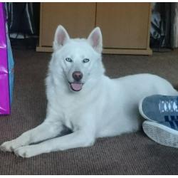 3 year old huskamute
