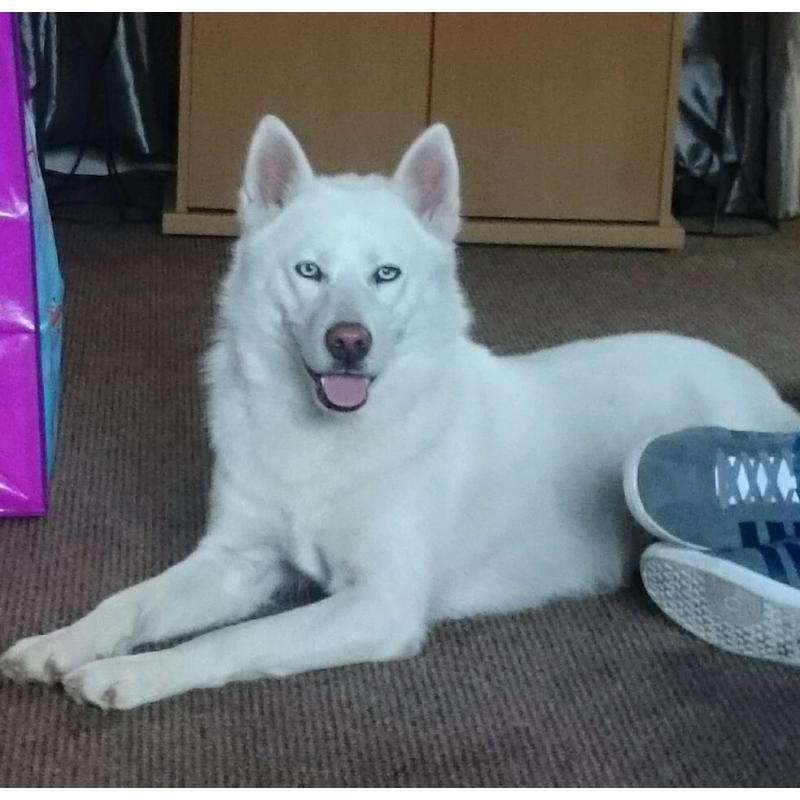 3 year old huskamute