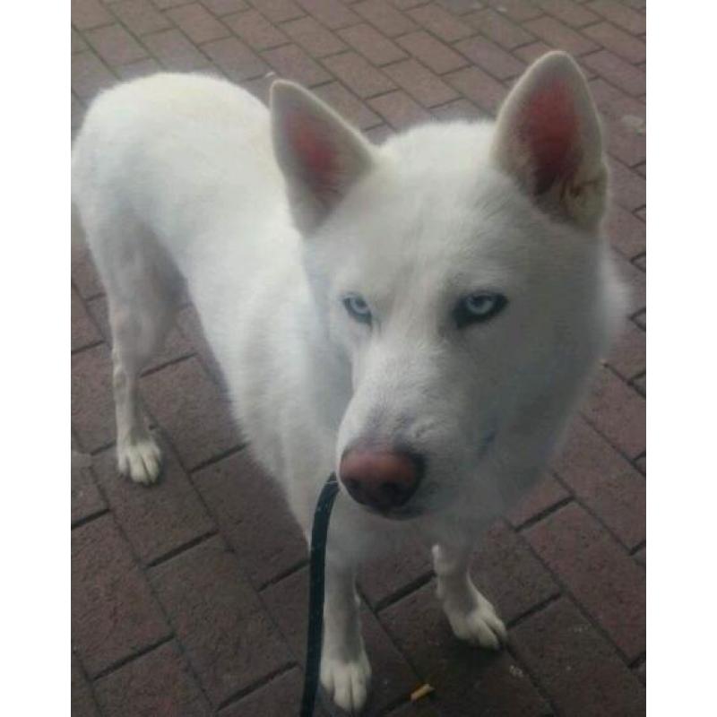 3 year old huskamute
