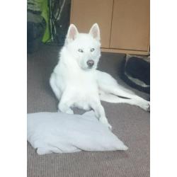 3 year old huskamute