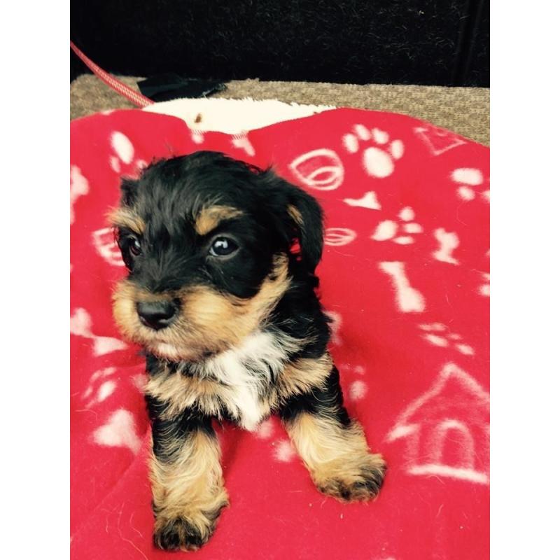 @@Stunning Jack Apoo Bitch Puppy 8 Weeks Old