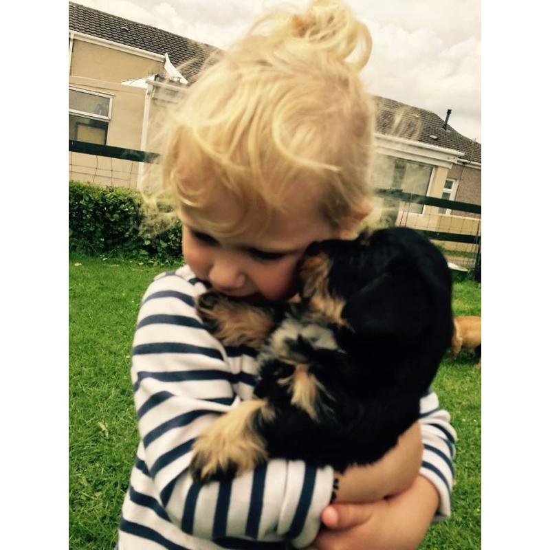 @@Stunning Jack Apoo Bitch Puppy 8 Weeks Old