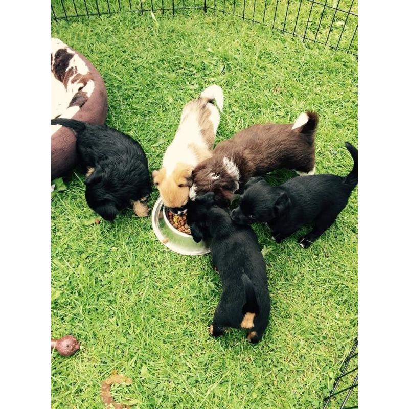 @@Stunning Jack Apoo Bitch Puppy 8 Weeks Old