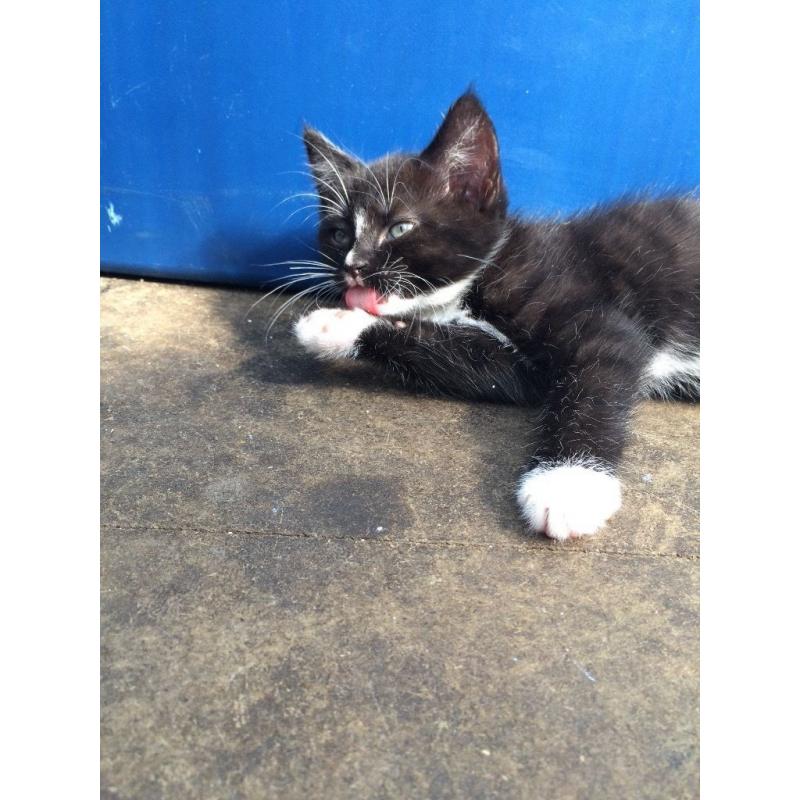2 kittens