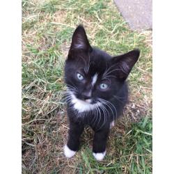 2 kittens