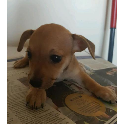 Jack Russell puppies