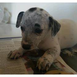 Jack Russell puppies