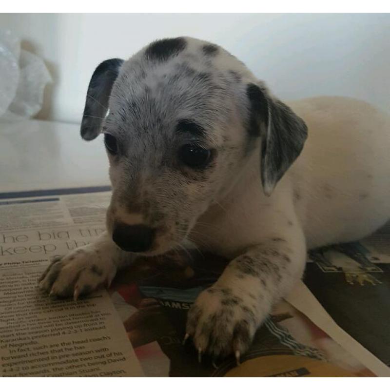 Jack Russell puppies