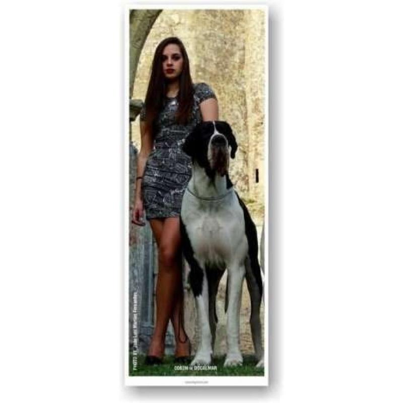 Puppies Great Dane / Grand Danois