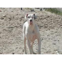 Puppies Great Dane / Grand Danois