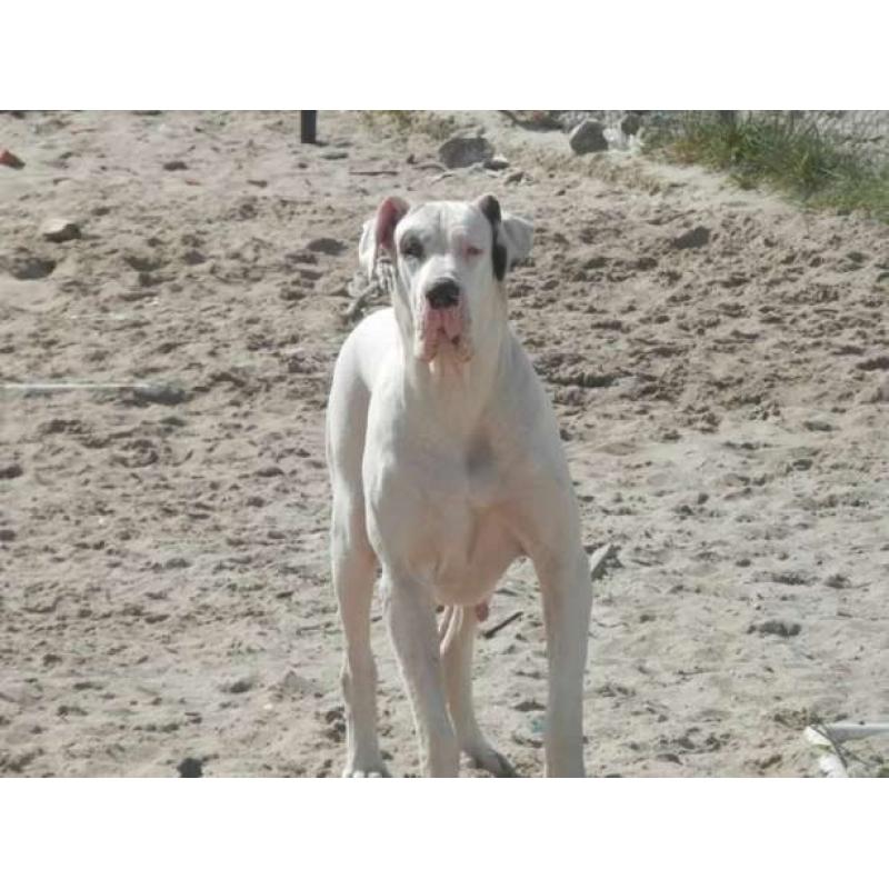 Puppies Great Dane / Grand Danois