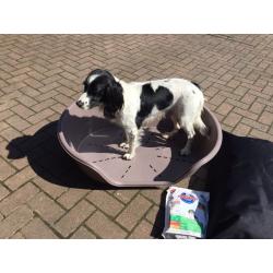 Large dog bed plus aLarge plastic bed+ Iams biscuits