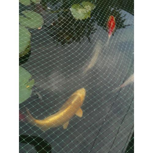 Koi Carp, Shubunkin & Gold Fish