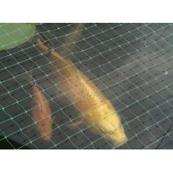 Koi Carp, Shubunkin & Gold Fish