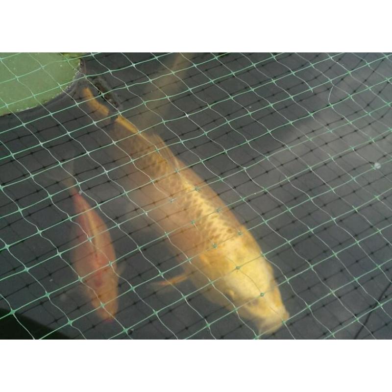 Koi Carp, Shubunkin & Gold Fish
