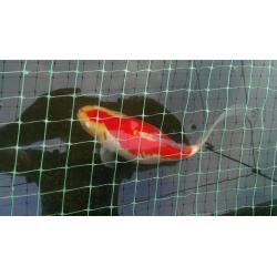 Koi Carp, Shubunkin & Gold Fish