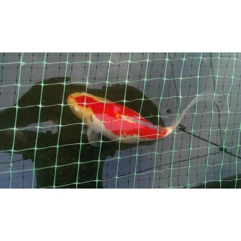 Koi Carp, Shubunkin & Gold Fish
