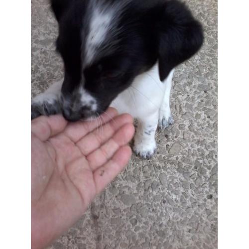 2 jack russel pups