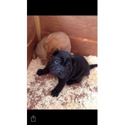 Shar pei puppy's
