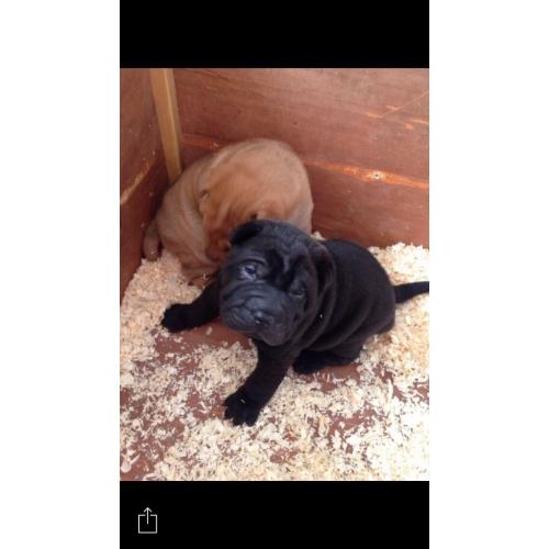 Shar pei puppy's