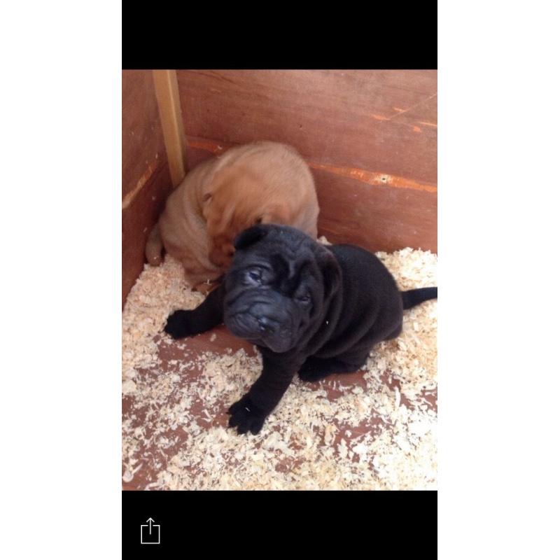 Shar pei puppy's