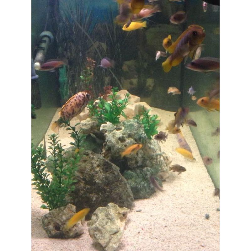 5x20x24 fish tank