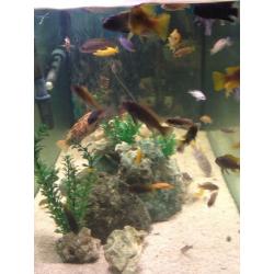 5x20x24 fish tank