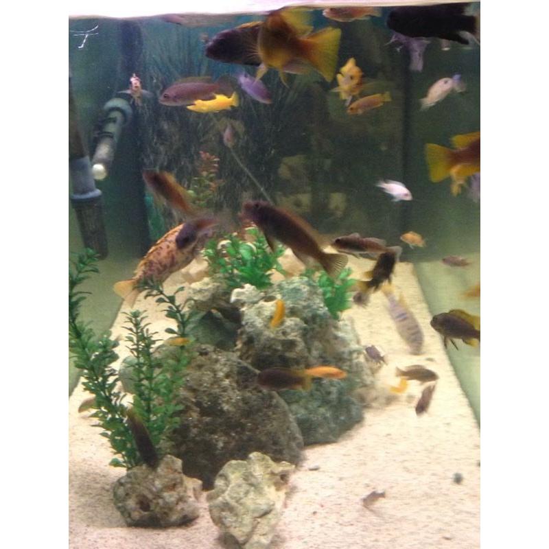 5x20x24 fish tank