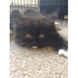 Persian cross make kitten