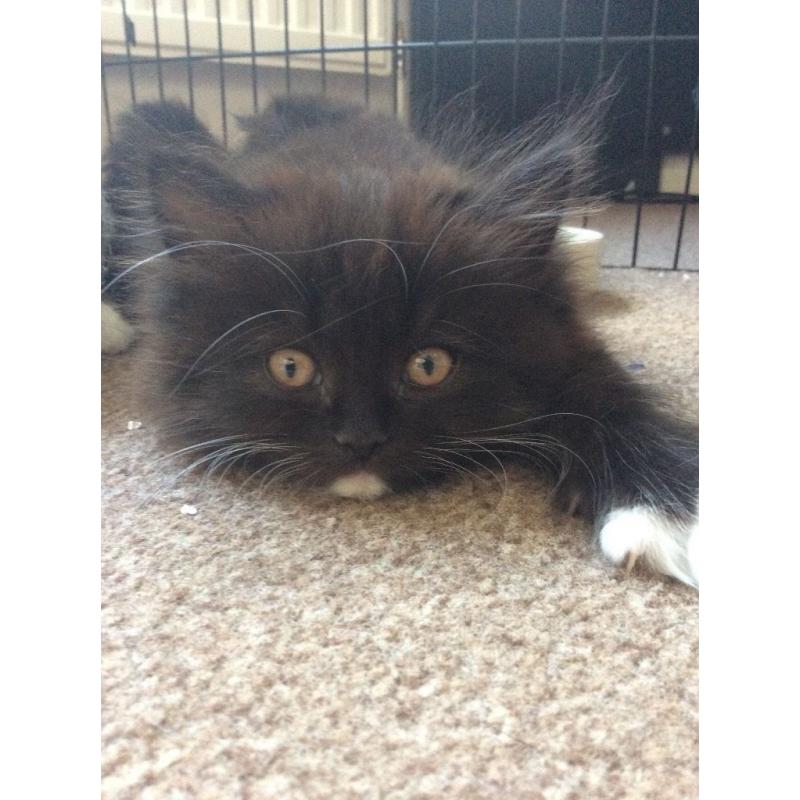 Persian cross make kitten