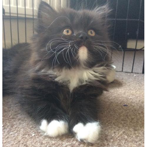 Persian cross make kitten