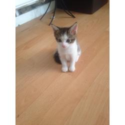 Tabby & White Female Kitten