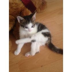 Tabby & White Female Kitten