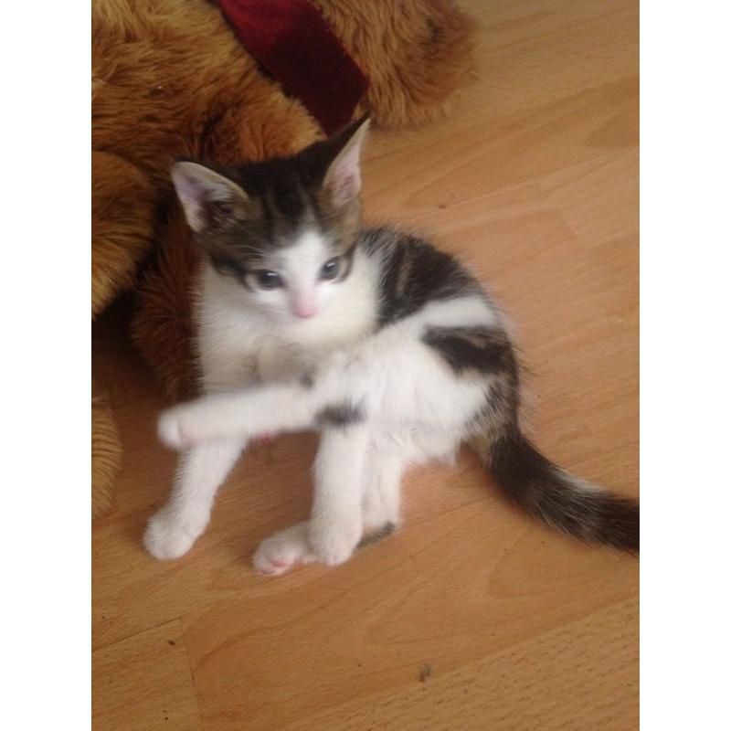 Tabby & White Female Kitten