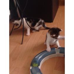Tabby & White Female Kitten