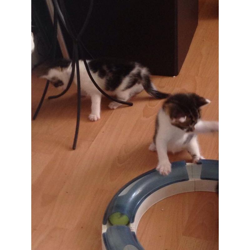 Tabby & White Female Kitten